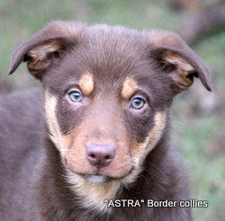 REd Tricolour, Female, medium to rough coated, border collie puppy